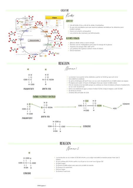 Ciclo de Krebs 