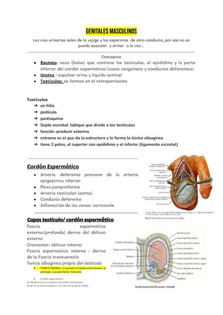 Genitales Masculinos 