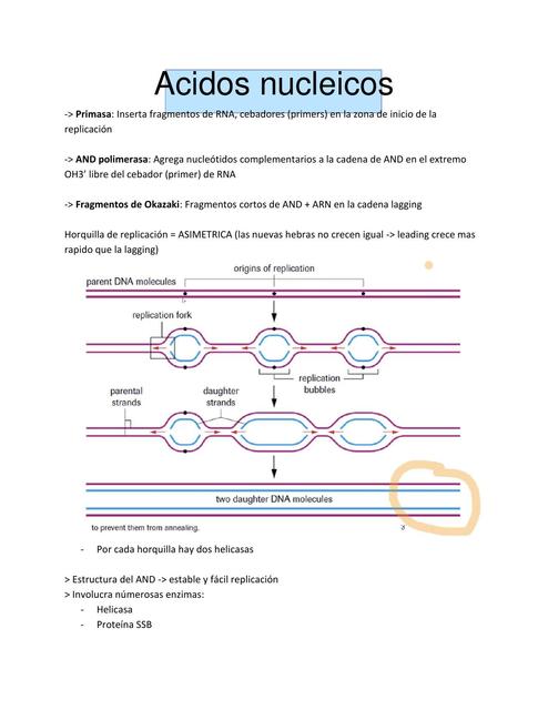 Ácidos Nucleicos