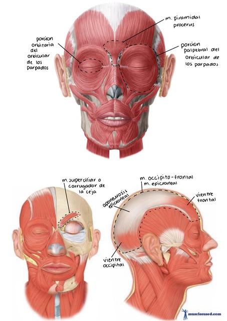Localización Answer Sheet de los músuclos de las cabeza de la mímica y de la masticación 