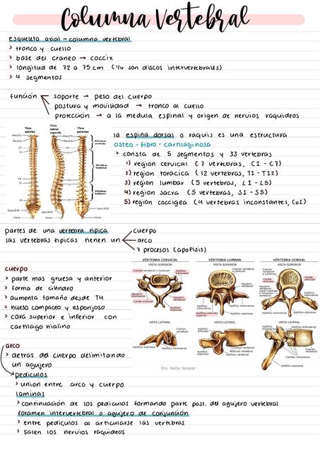 Columna Vertebral