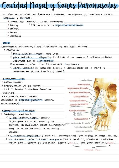 Cavidad Nasal y Senos Paranasales