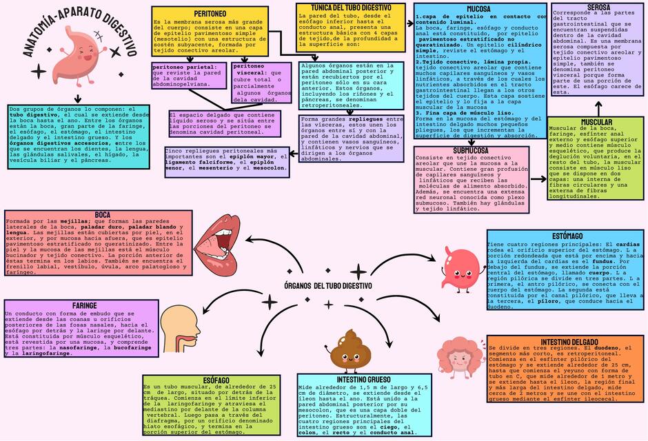 Anatomía Digestiva