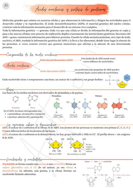 Ácidos Nucleicos y Síntesis de Proteínas