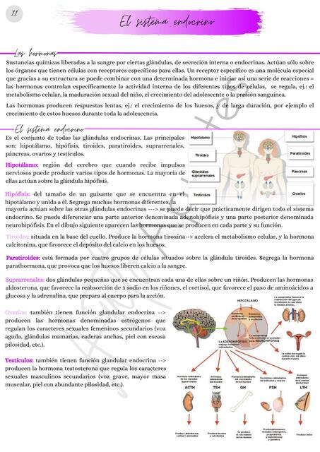 Sistema Endocrino