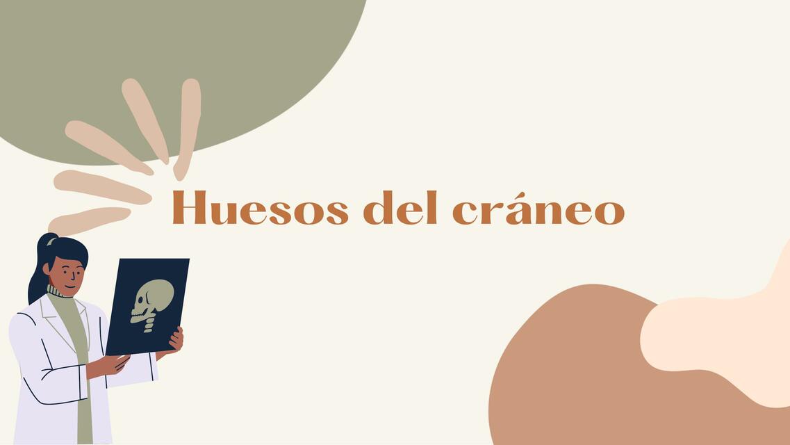 Huesos del Cráneo