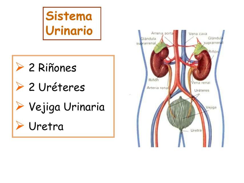 Anatomía renal y de vías urinarias