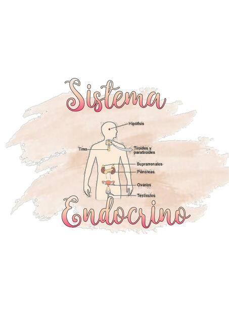 Sistema Endocrino 