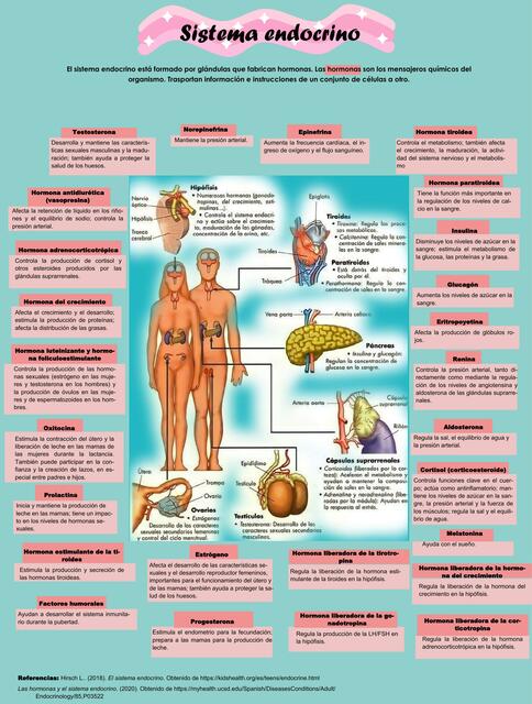 Hormonas del Sistema Endocrino 