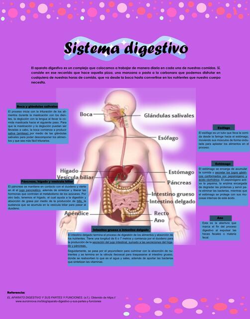 Sistema Digestivo 