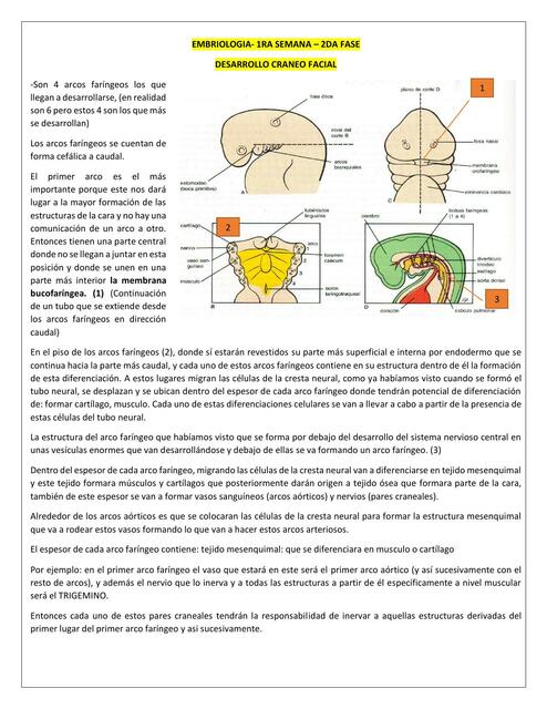 Apuntes de Embriología 