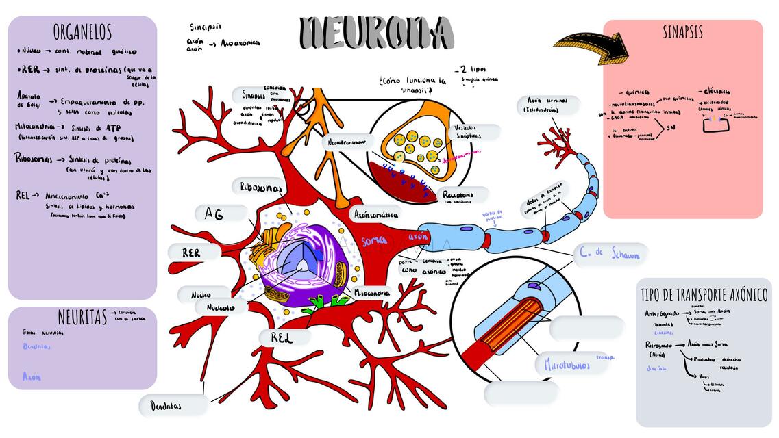 Neurona