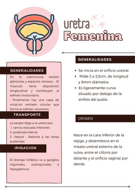 Uretra Femenina