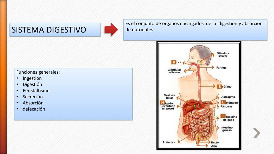 Farmacología del Sistema Digestivo