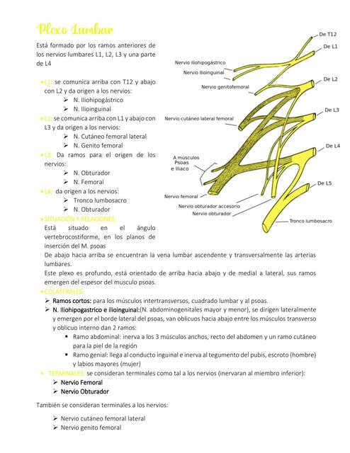 Plexo Lumbar