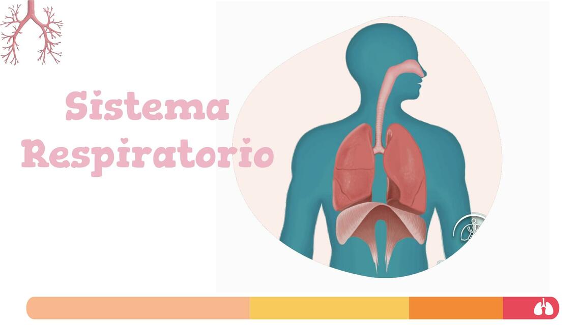 Sistema Respiratorio 