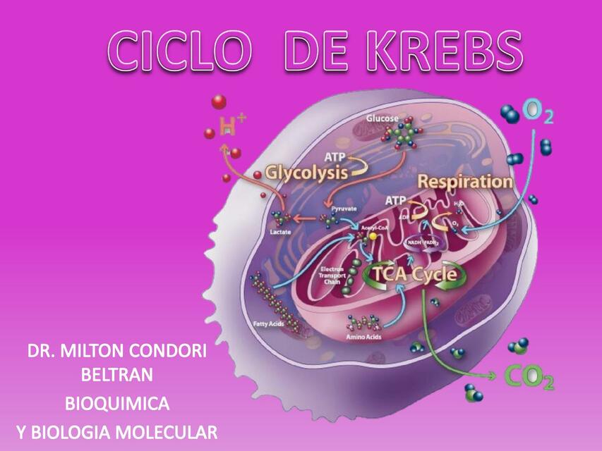 Ciclo de Krebs 