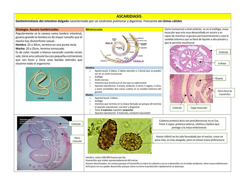 Ascaridiasis 