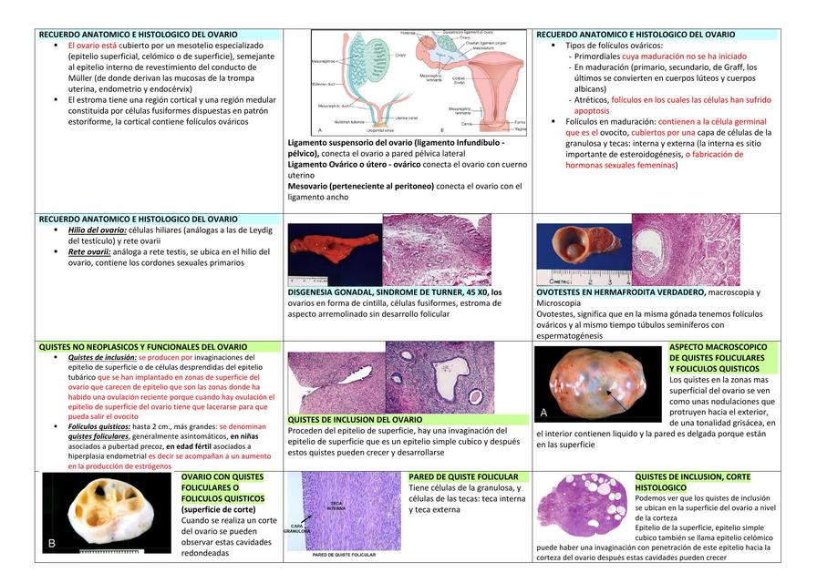 Patología de las vías urinarias femeninas