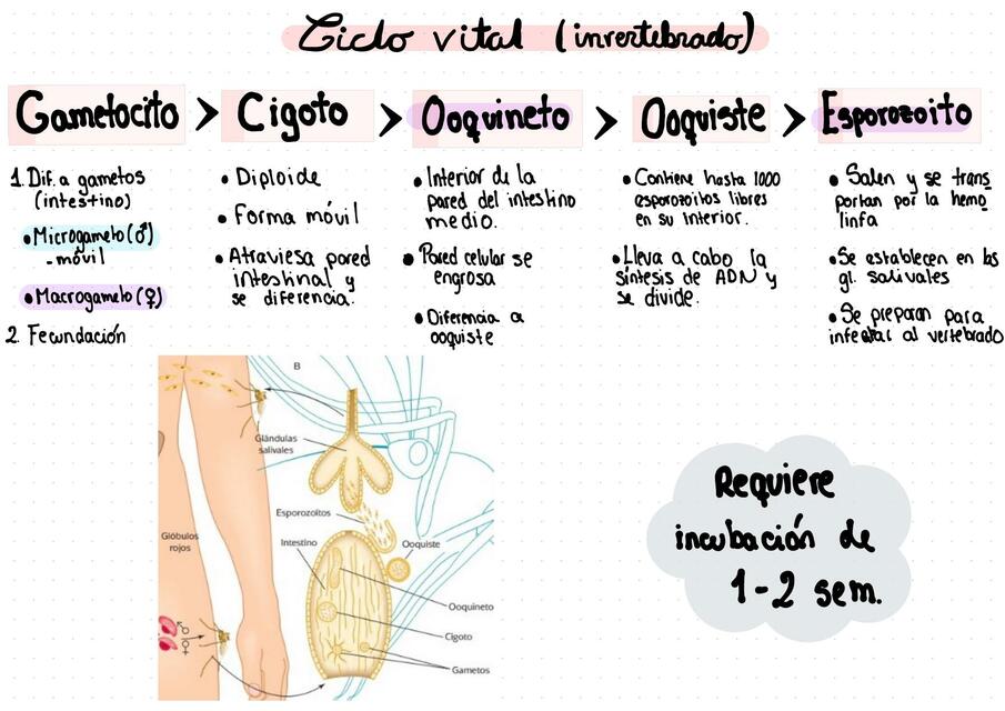 Ciclo Vital en Invertebrados