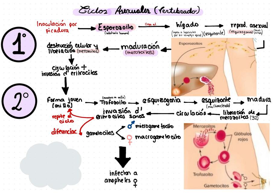 Malaria Ciclo vital en Humanos