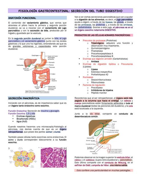 Secreción del Tubo Digestivo 