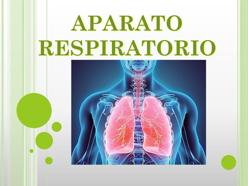 Aparato Respiratorio 