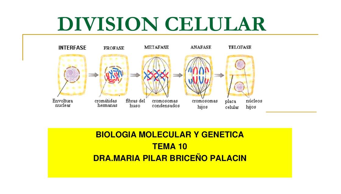 División Celular 