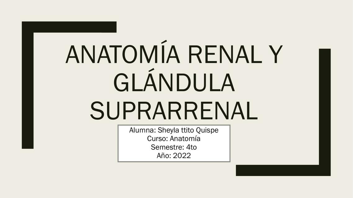 Anatomía renal y glándula suprarrenal