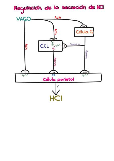 Regulación de la secreción de HCl1