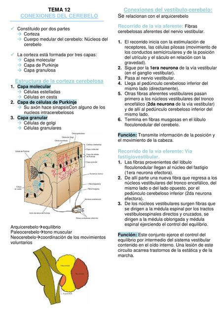 Conexiones del Cerebelo 