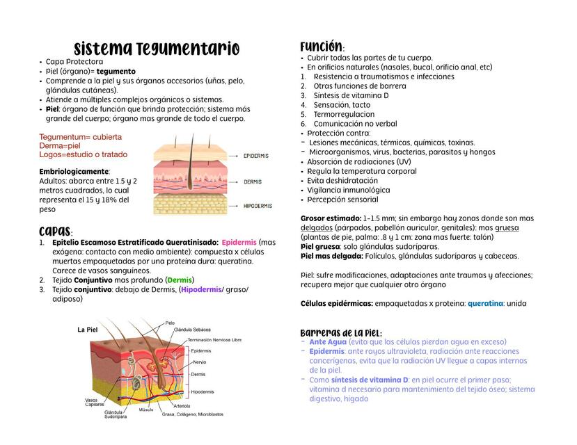 Sistema Tegumentario