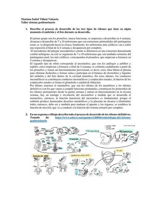 Taller del Sistema Genitourinario