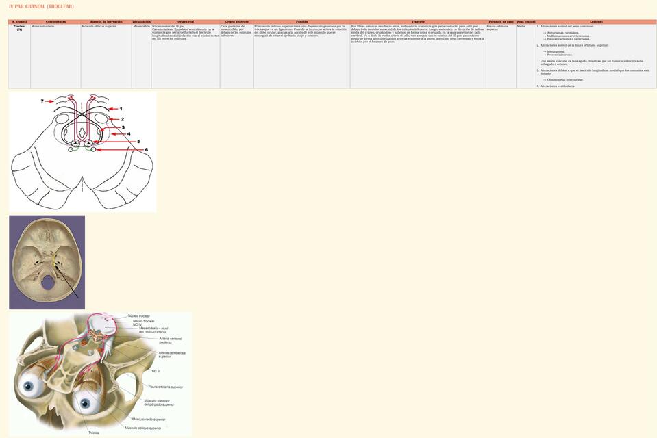IV Par Craneal (Troclear)