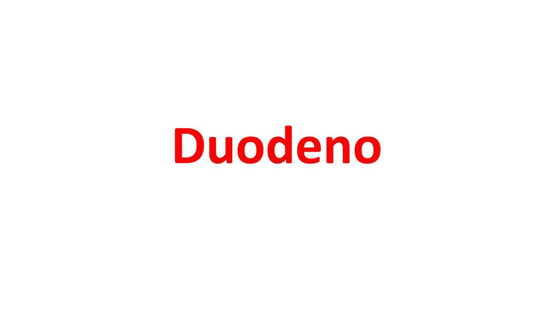 Duodeno 