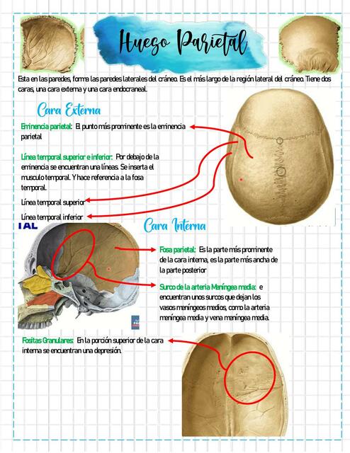 Hueso Parietal