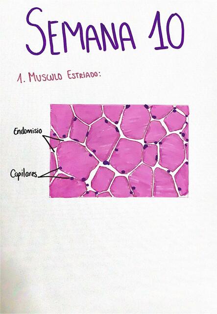 Histología- Sistema Muscular 