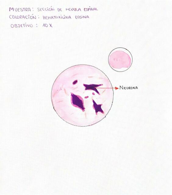 Histología Médula Espinal