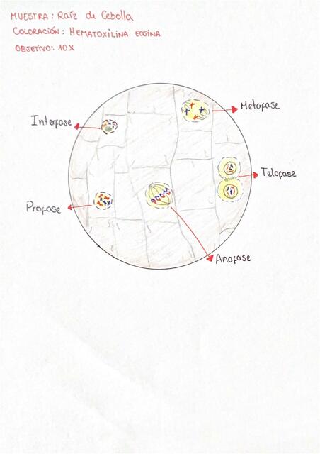 Mitosis y Meiosis Histología 