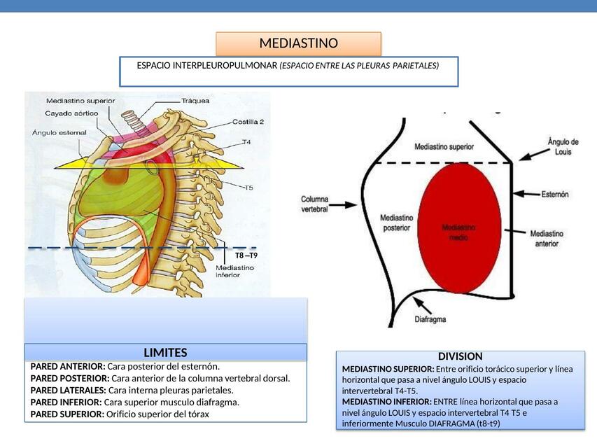 Anatomía Mediastino y Corazón