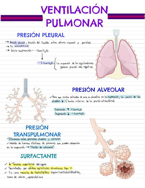 Ventilación Pulmonar