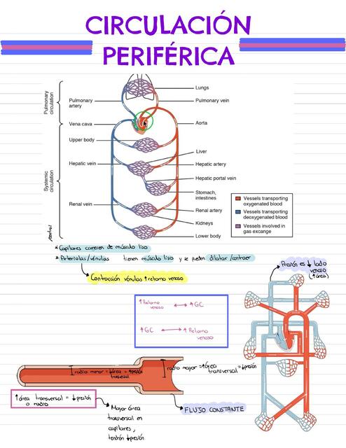 Circulación Periférica