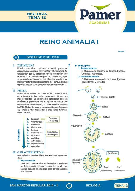 Reino Animalia