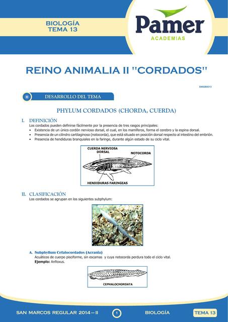 Reino Animalia II 