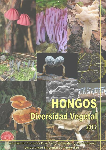 Hongos 