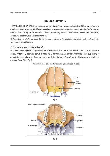 Regiones Comunes del Cráneo y la Cara
