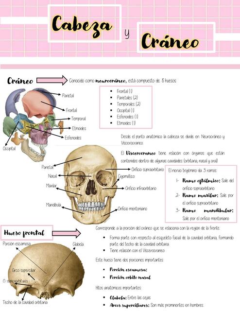 Cráneo y Cabeza 