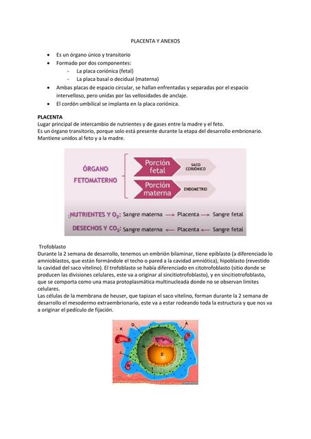 PLACENTA Y ANEXOS