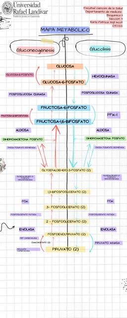 Mapa Metabólico