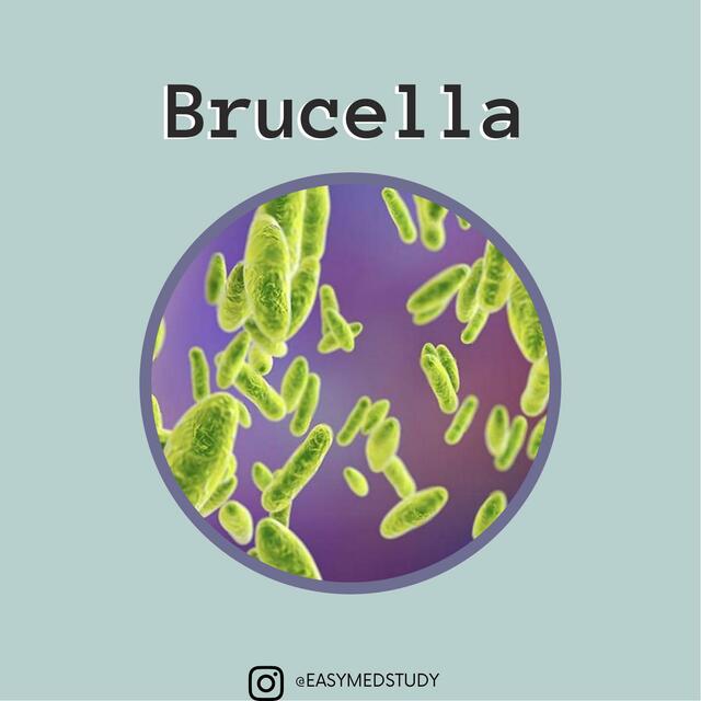 Brucella Easy Med Study uDocz